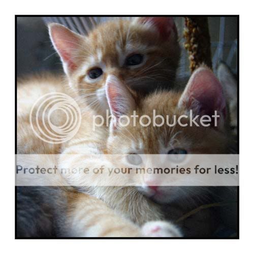 Cats Information Health and Pictures Stop Cat Spraying Prevent Bad